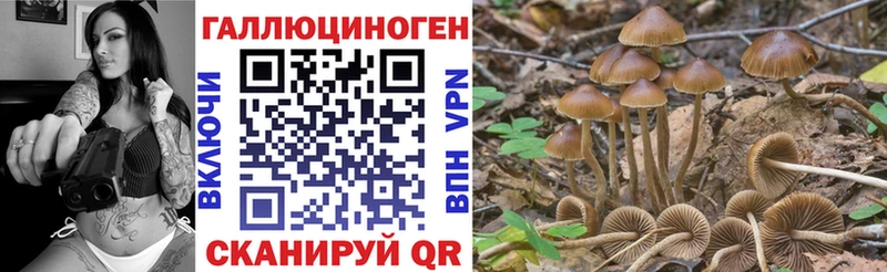 Купить где  Гусиноозёрск  Галлюциногенные грибы Psilocybe 